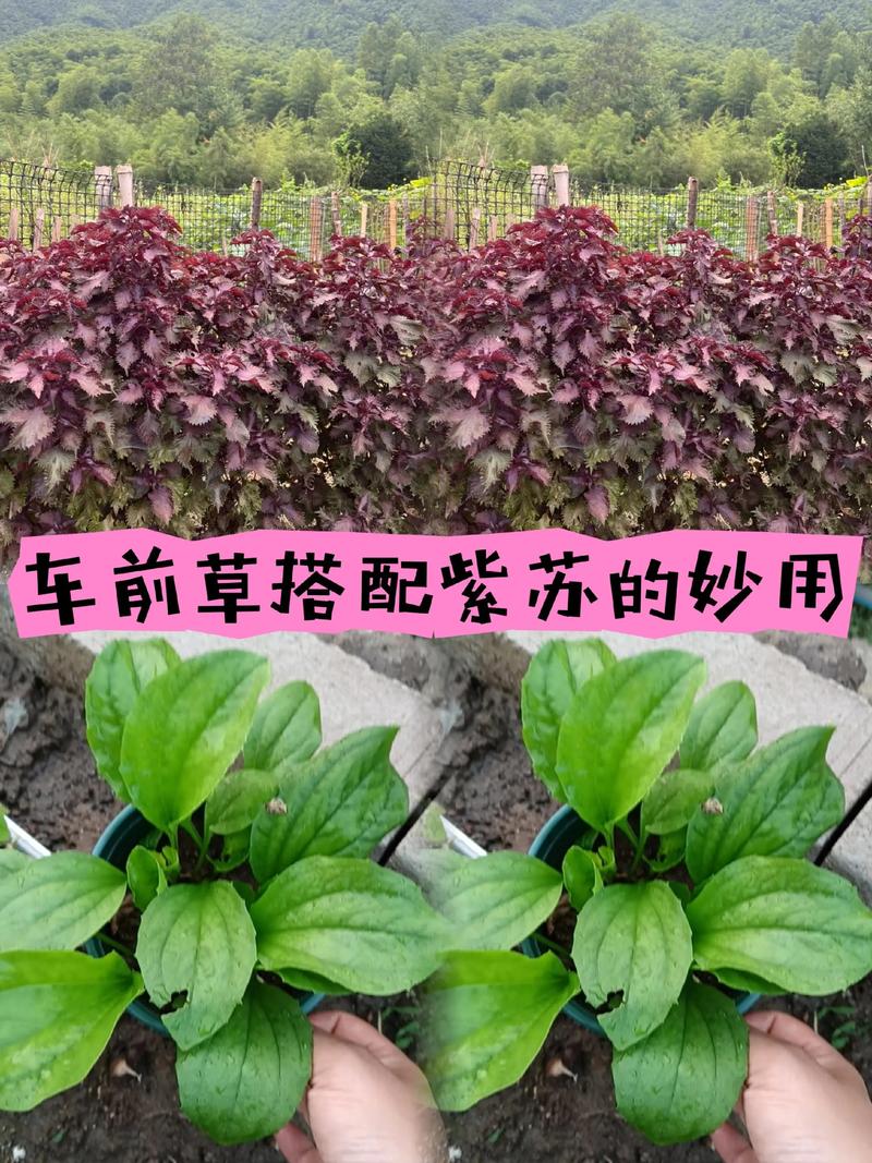紫苏如何种植方法:从选种到收获的全流程技术指南 紫苏如何种植方法:从选种到收获的全流程技术指南