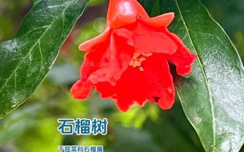 石榴树最理想的嫁接对象是同属的石榴品种，其次可尝试嫁接亲缘关系较近的千屈菜科植物（如紫薇），但嫁接苹果、梨、桃等蔷薇科果树无法成活。