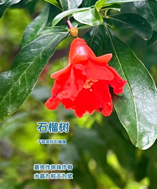 石榴树最理想的嫁接对象是同属的石榴品种，其次可尝试嫁接亲缘关系较近的千屈菜科植物（如紫薇），但嫁接苹果、梨、桃等蔷薇科果树无法成活。