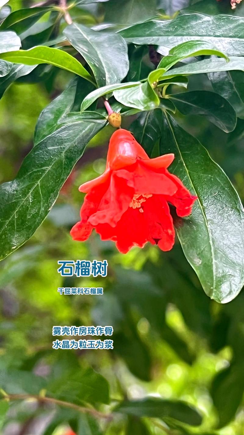 石榴树最理想的嫁接对象是同属的石榴品种,其次可尝试嫁接亲缘关系较近的千屈菜科植物(如紫薇),但嫁接苹果、梨、桃等蔷薇科果树无法成活。 石榴树嫁接的科学原理:为何不能“乱点鸳鸯谱”