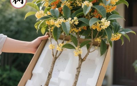 现在栽桂花树能活吗？掌握这些要点成活率更高