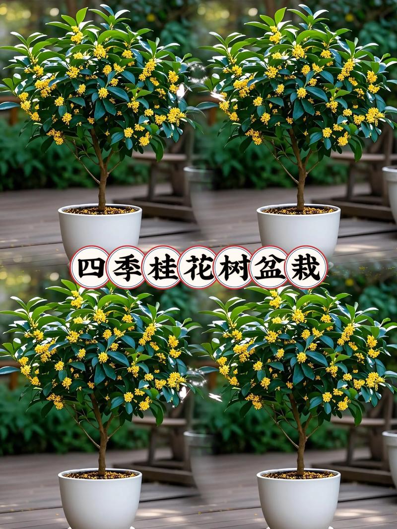 现在栽桂花树能活吗?掌握这些要点成活率更高 总结