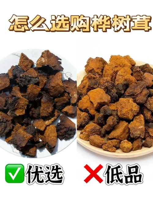 纯的桦树茸多少钱一斤?2025年价格参考与影响因素解析 价格总览表