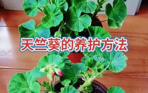 天竺葵怎么养才能开花？六个关键养护要点一次讲清楚
