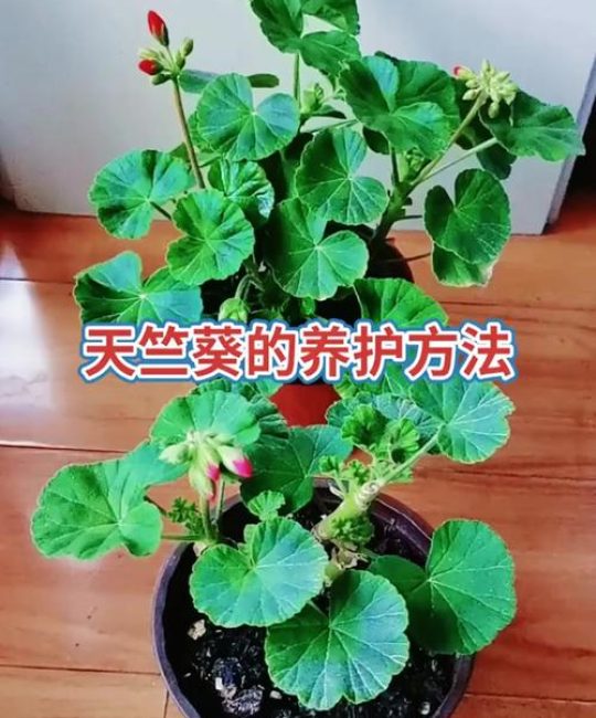 天竺葵怎么养才能开花？六个关键养护要点一次讲清楚