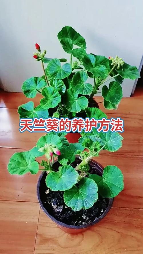 浇水：偏干养护，见干见湿