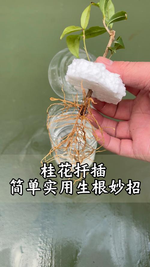 水培干花植物养殖指南:从生根到干花的全流程养护 水培干花植物养殖指南:从生根到干花的全流程养护