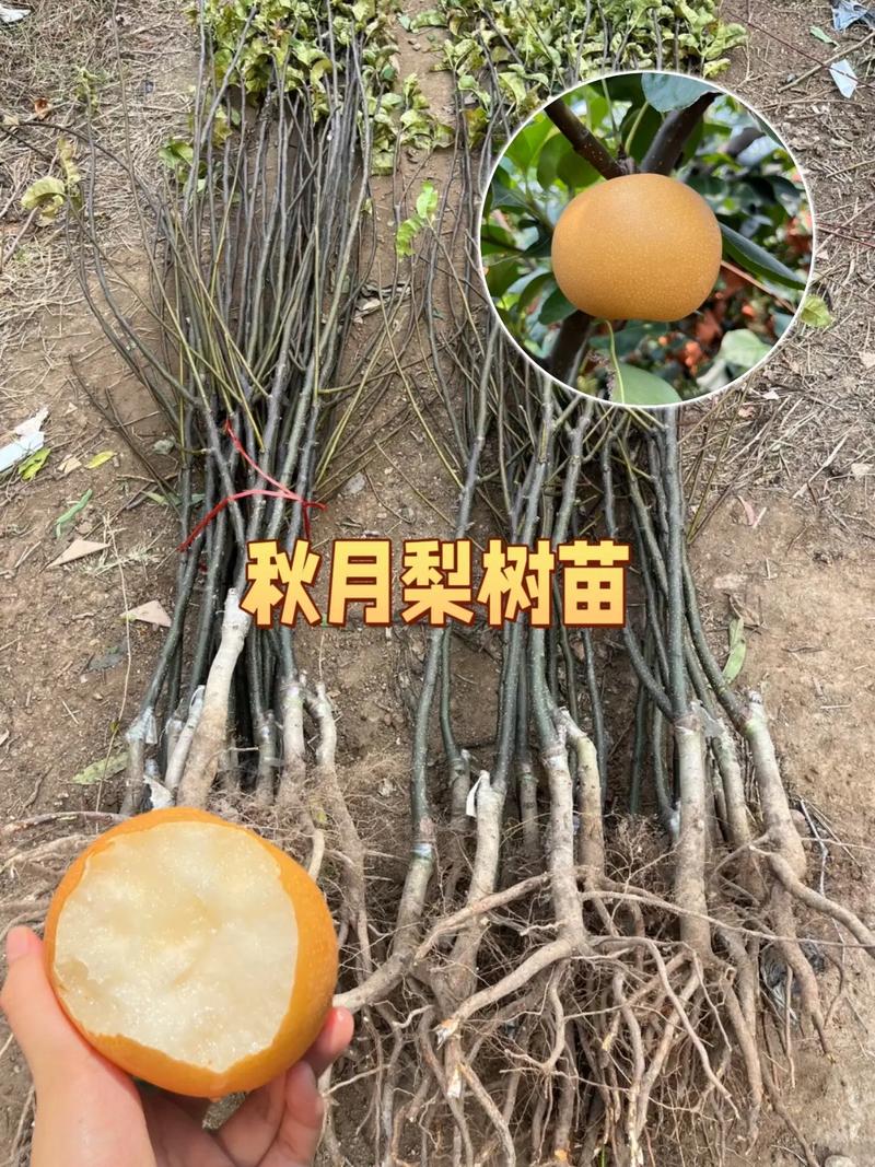 影响因素五：运输距离与方式