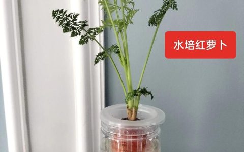 没有定植篮怎么固定水培植物？先给你