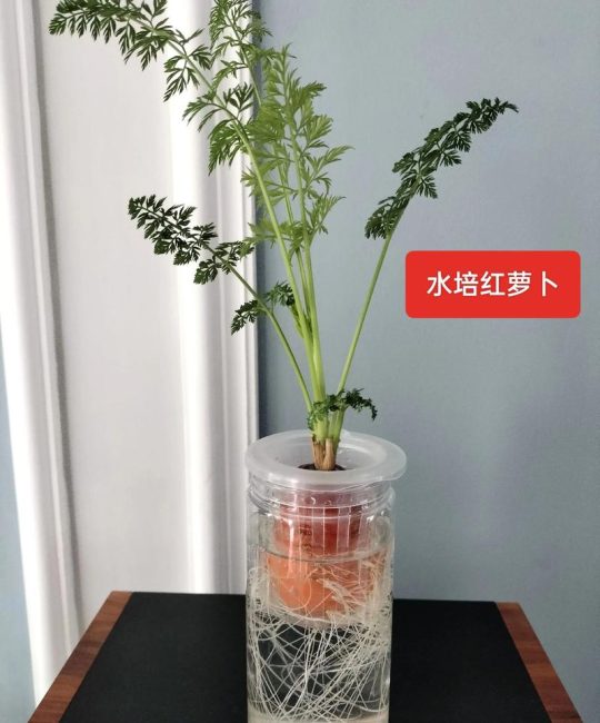 没有定植篮怎么固定水培植物？先给你