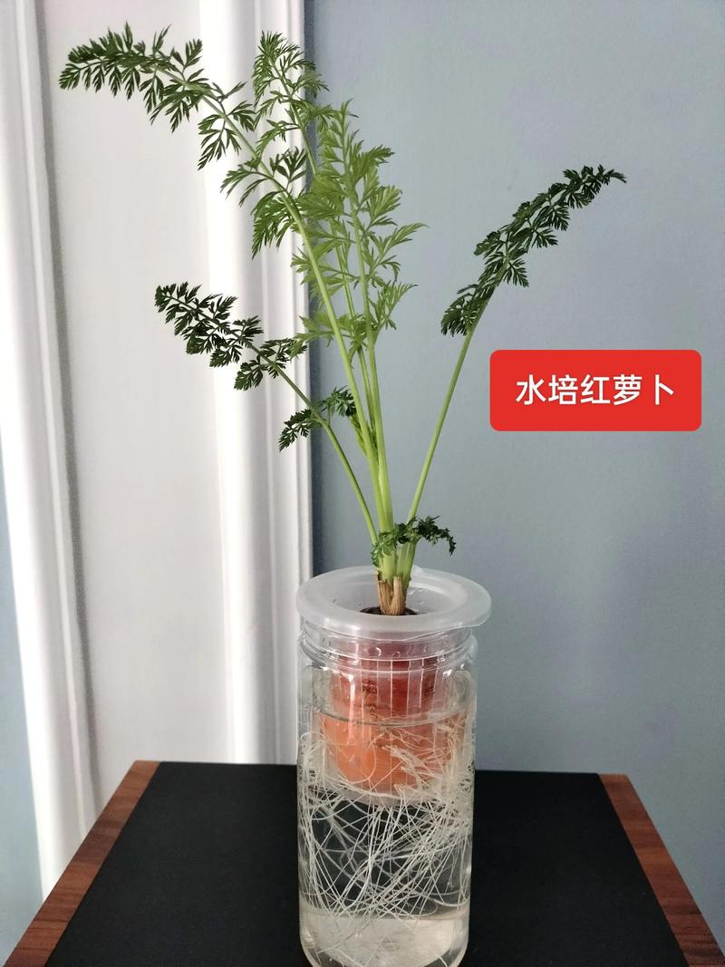 一、没有定植篮时，先判断植物属于哪一类