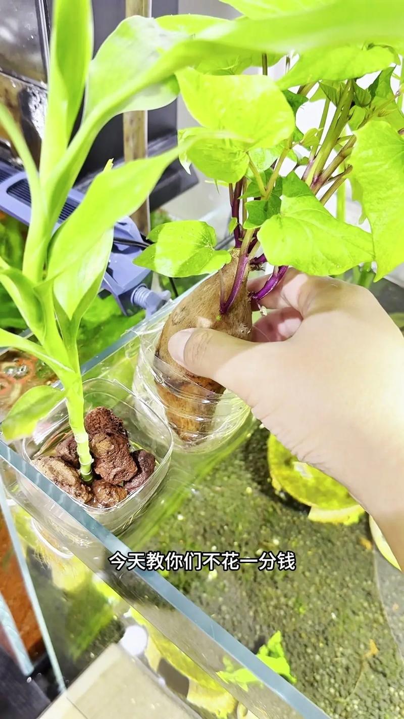 二、4种没有定植篮也能用的固定方法