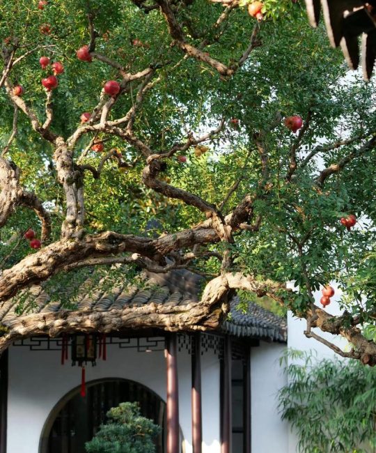 家中种桂花和石榴树好吗？一个种植专家的结论与全攻略