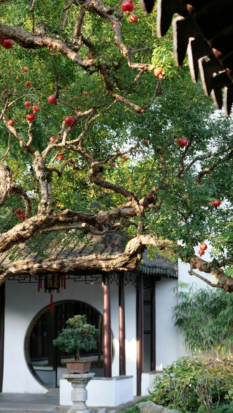 家中种桂花和石榴树好吗？一个种植专家的结论与全攻略