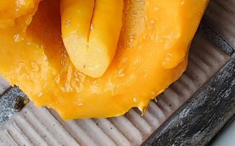 未成熟的木瓜怎么吃最好？果期采收、催熟与食用全攻略
