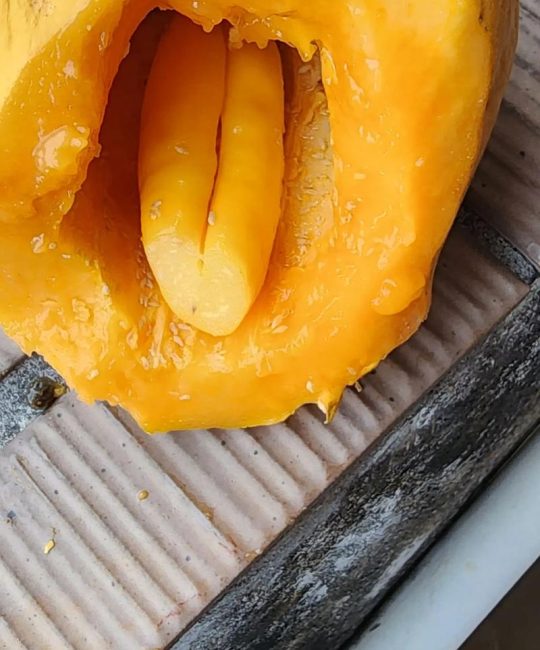未成熟的木瓜怎么吃最好？果期采收、催熟与食用全攻略