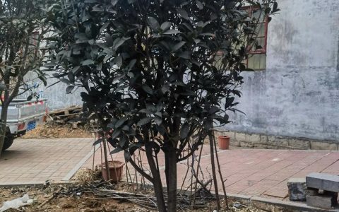 桂花树栽在门口好不好？科学选址与养护全攻略