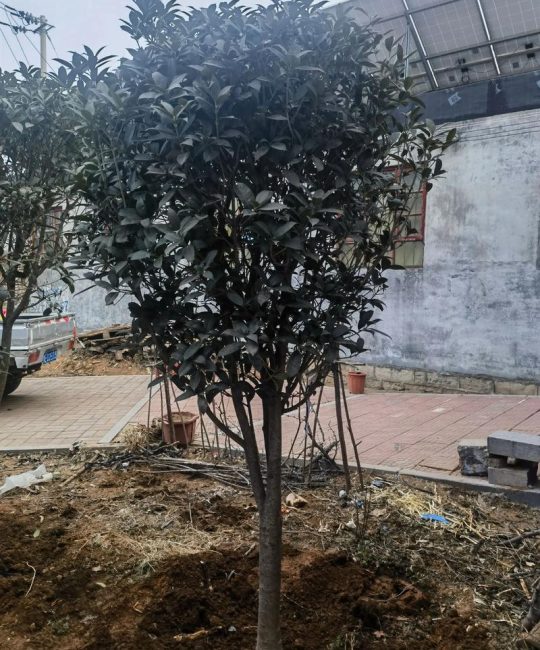 桂花树栽在门口好不好？科学选址与养护全攻略