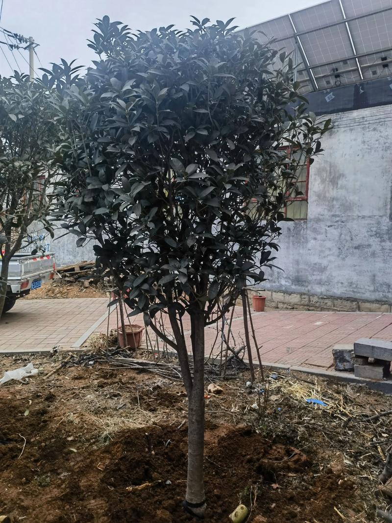 桂花树栽在门口好不好?科学选址与养护全攻略 桂花树栽在门口好不好?科学选址与养护全攻略