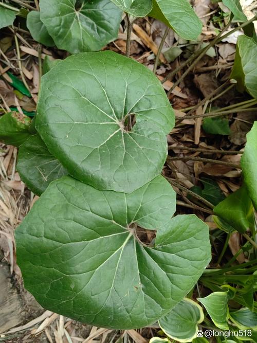 常见种植误区