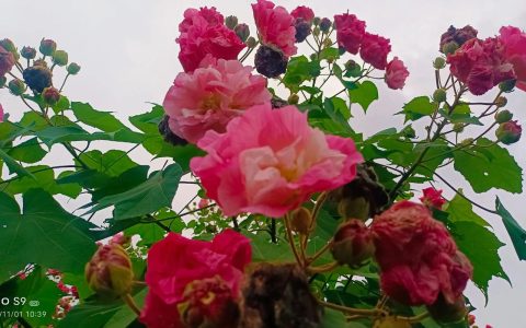 芙蓉树一棵多少钱？2025年最新价格解析与影响因素全攻略