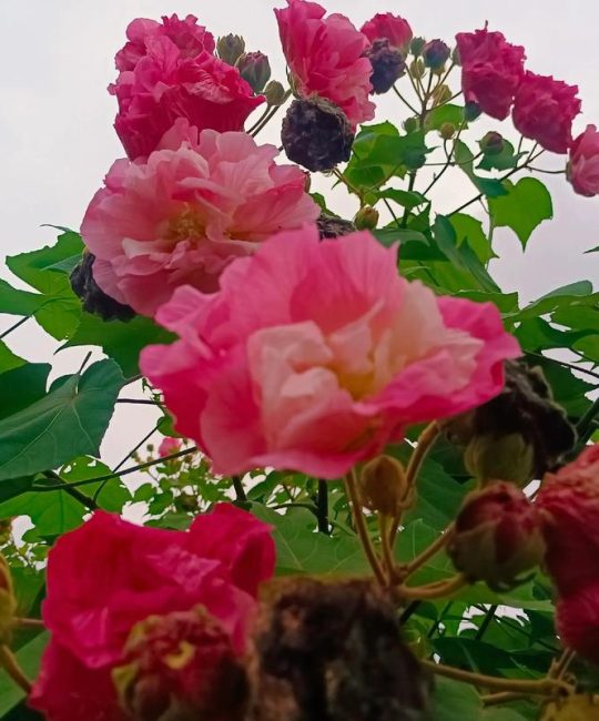 芙蓉树一棵多少钱？2025年最新价格解析与影响因素全攻略