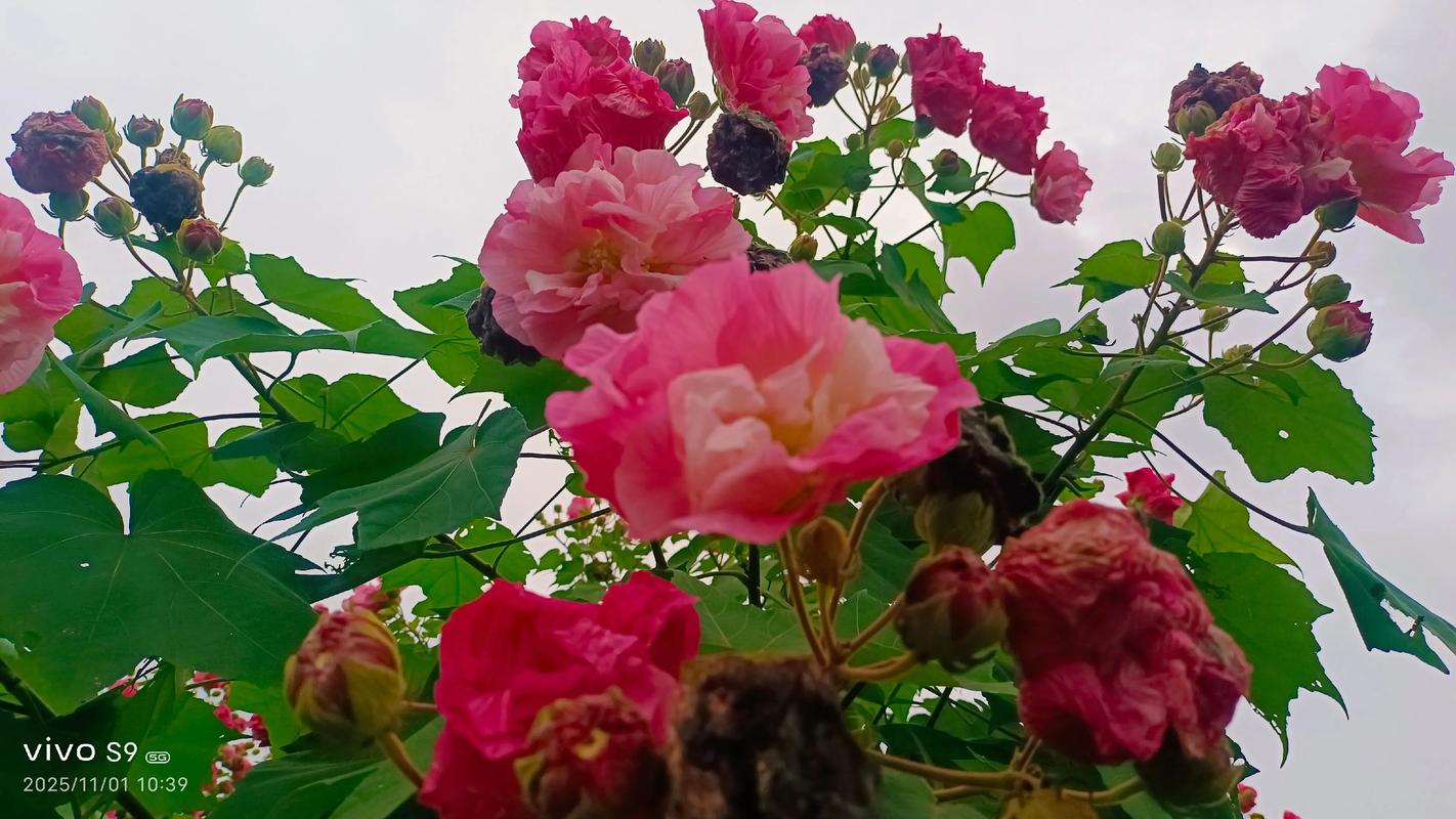 芙蓉树一棵多少钱?2025年最新价格解析与影响因素全攻略 价格快速参考