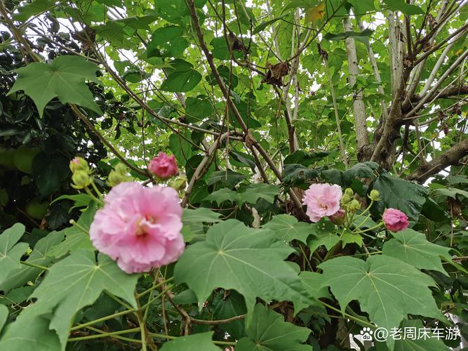 芙蓉树一棵多少钱?2025年最新价格解析与影响因素全攻略 影响因素二:产地与品种