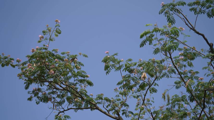 芙蓉树一棵多少钱?2025年最新价格解析与影响因素全攻略 影响因素三:季节与采购时机