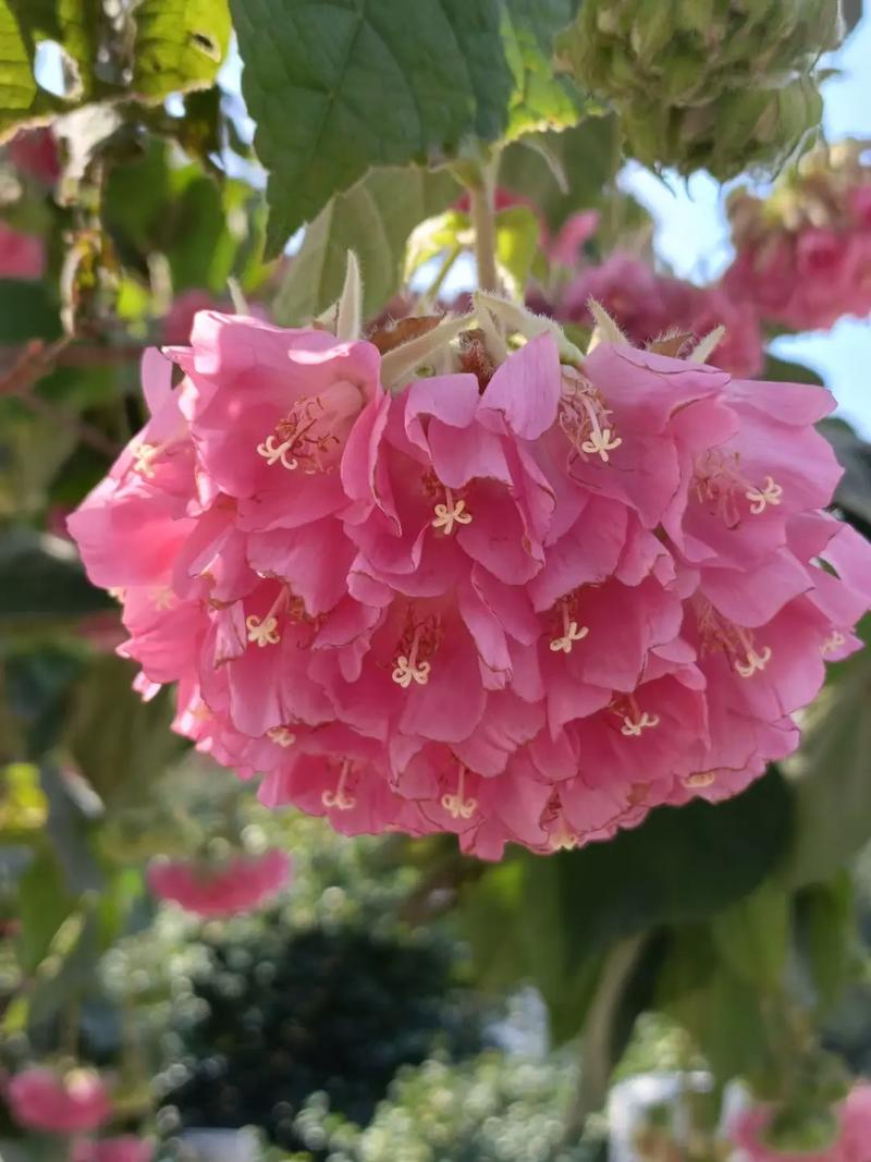 芙蓉树一棵多少钱?2025年最新价格解析与影响因素全攻略 常见问题(FAQ)