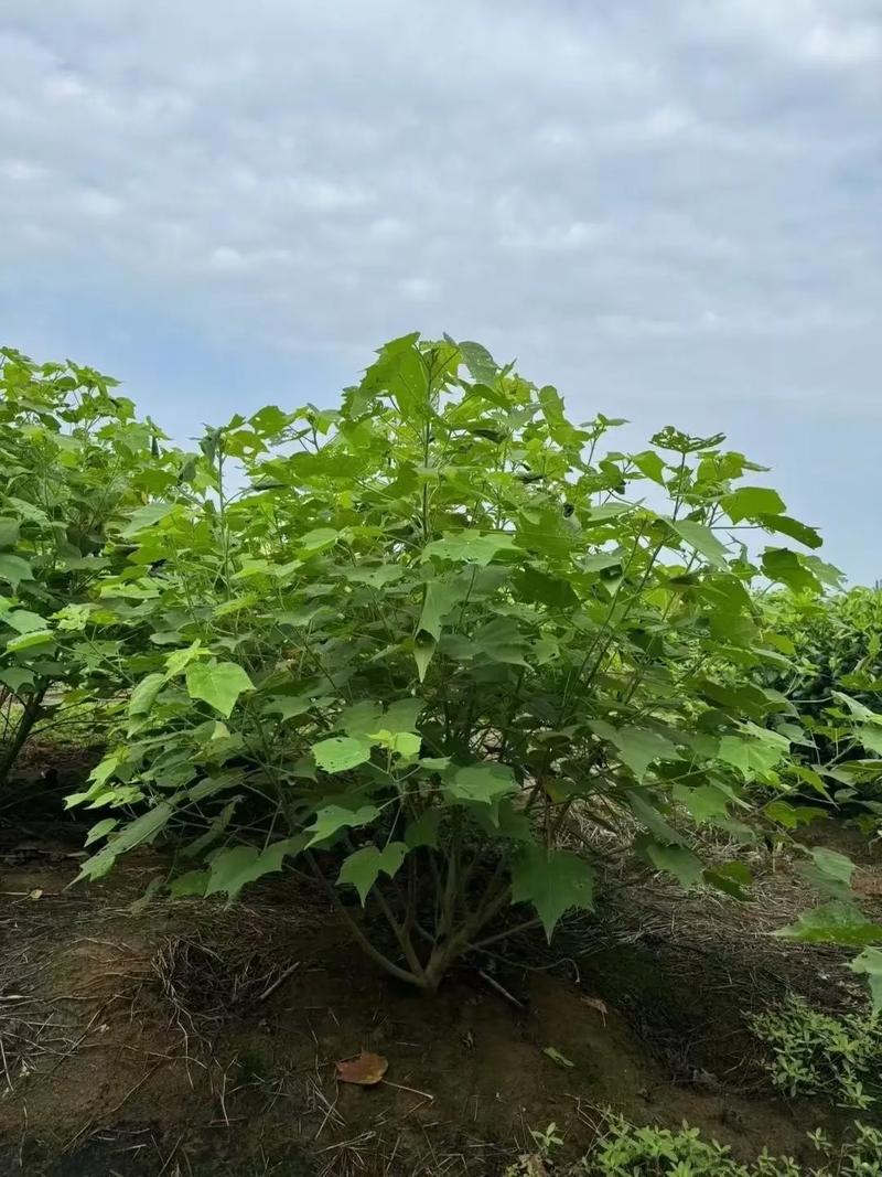 芙蓉树一棵多少钱?2025年最新价格解析与影响因素全攻略 咨询指南:如何获取精准报价?