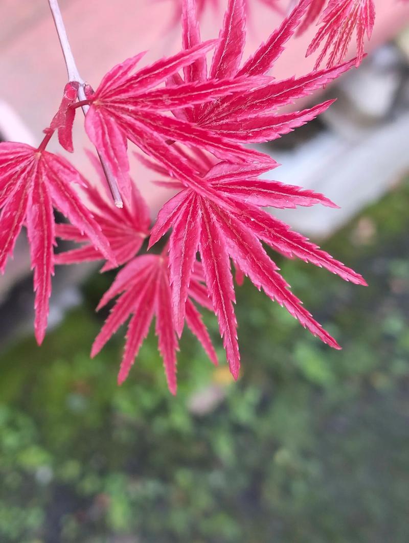 红叶树有多少种?常见红叶树种全解析 三、乌桕与大戟科的冷艳秋色