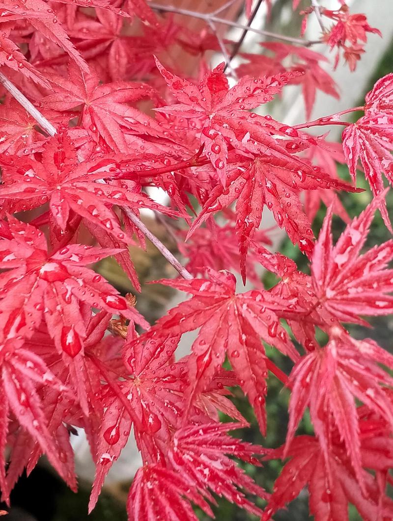 红叶树有多少种?常见红叶树种全解析 五、如何为自己的庭院选择红叶树