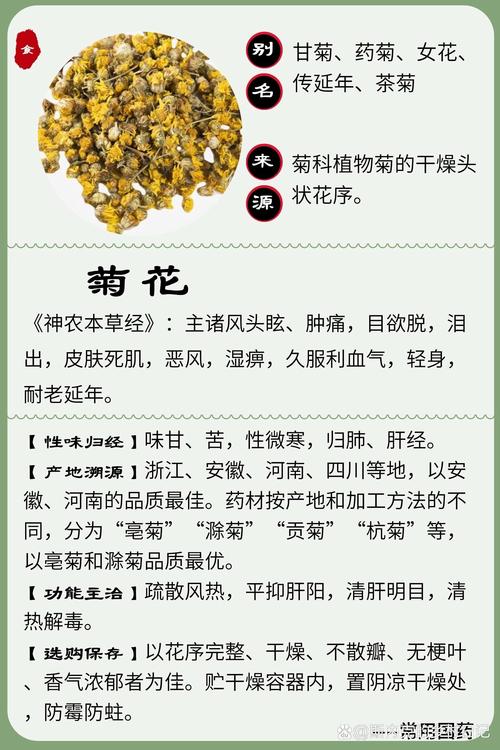 菊花的功效与作用:清热解毒、明目降火的天然良药 菊花的功效与作用:清热解毒、明目降火的天然良药