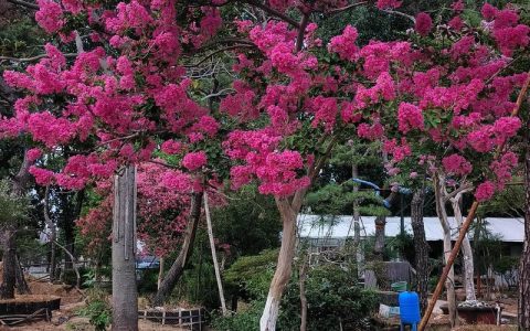 紫薇树种植全指南：从选苗到成活的关键步骤