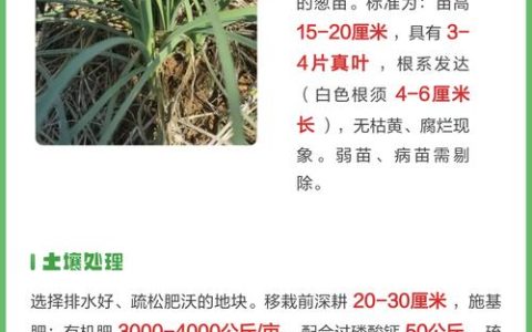 葱移栽的正确方法：从选苗到成活的7个关键步骤
