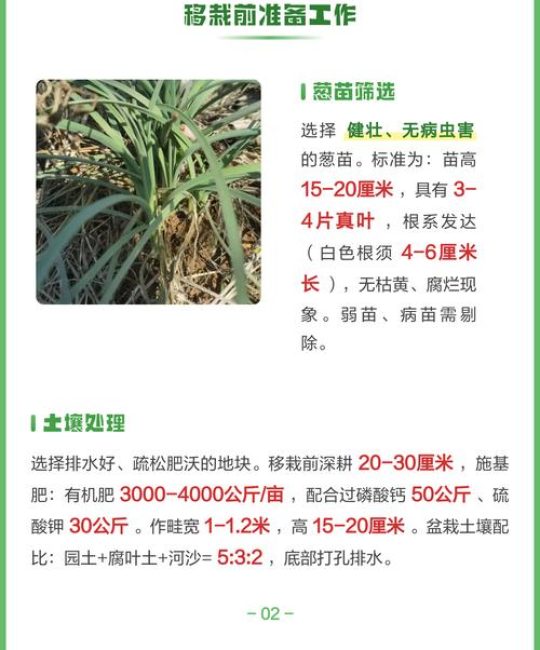 葱移栽的正确方法：从选苗到成活的7个关键步骤