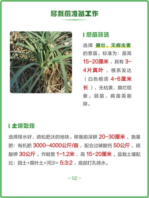 葱移栽的正确方法:从选苗到成活的7个关键步骤 葱移栽的正确方法:从选苗到成活的7个关键步骤