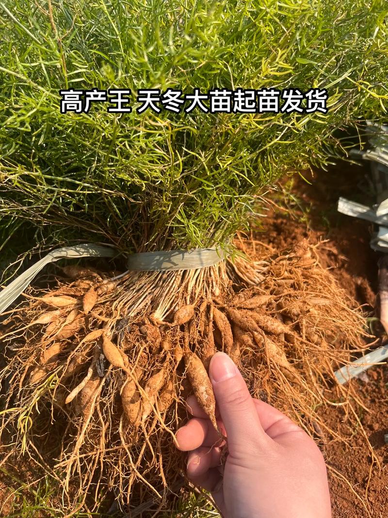 产地影响价格