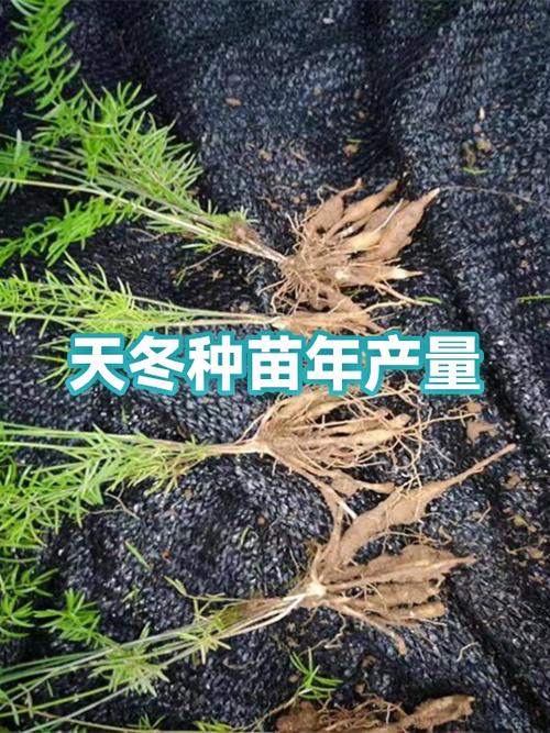咨询指南
