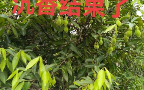 沉香一棵树结香多少？影响结香量的关键因素与科学预期