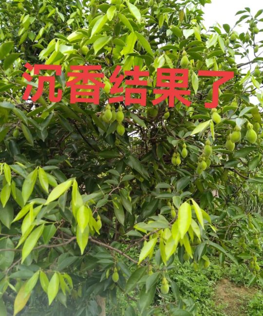 沉香一棵树结香多少？影响结香量的关键因素与科学预期