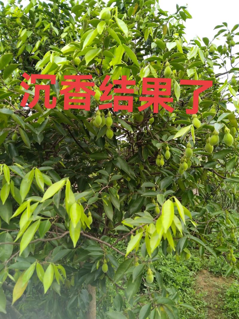 沉香一棵树结香多少?影响结香量的关键因素与科学预期 沉香一棵树结香多少?影响结香量的关键因素与科学预期