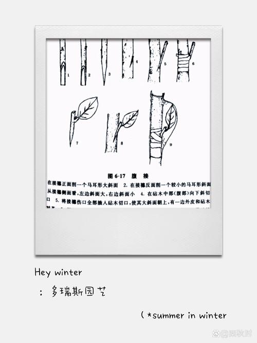 八角树嫁接技术全流程:从砧木选择到成活管理的关键参数 三、操作流程与关键节点控制