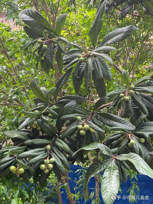 枇杷盆栽能结果吗？家庭阳台种植全攻略