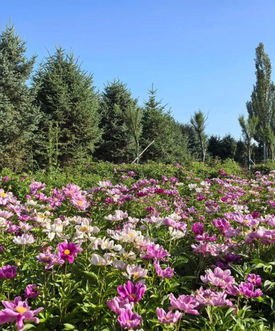 赤峰市花是什么花？详解大丽花的形态特征与园林应用