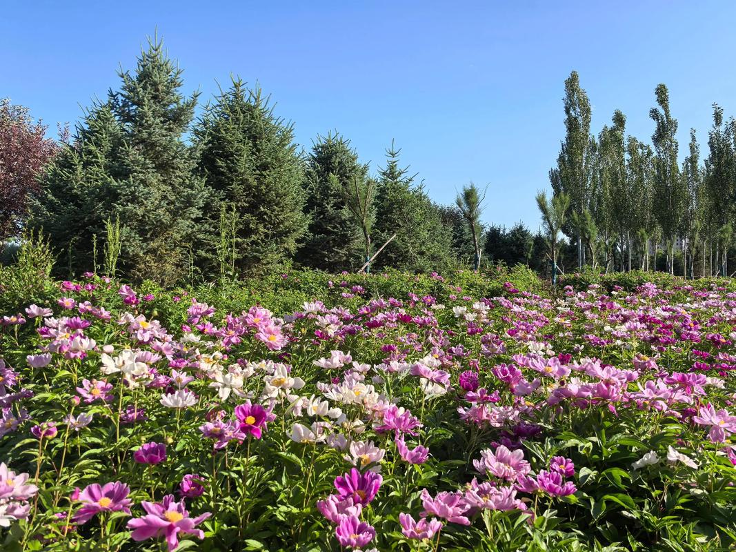 赤峰市花是什么花？详解大丽花的形态特征与园林应用