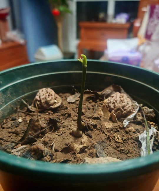 核桃怎么育苗发芽：从种子处理到幼苗移栽的完整技术指南