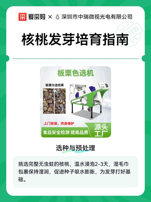 五、幼苗管理指南与移栽决策