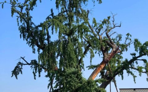 白果树（银杏）好不好？结果年限、经济价值与苗木选购全攻略